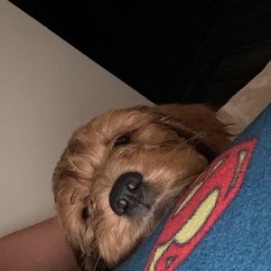 Meet your Posher, Carlos